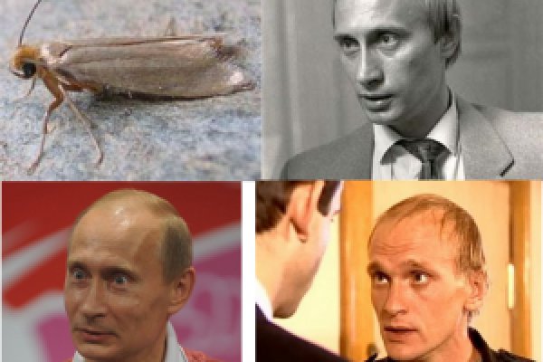 Кракен ссылка тор